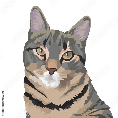 cat with a gift