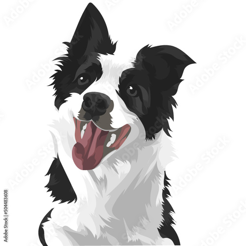 border collie puppy