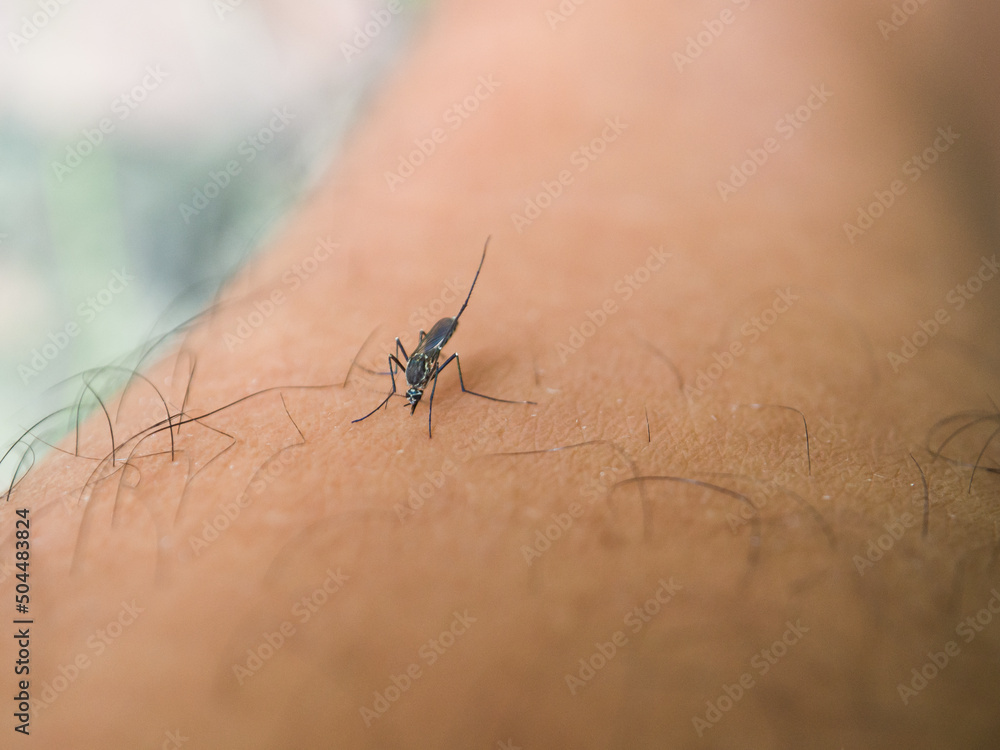 Obraz premium Mosquito use needle to suck a blood on human skin.