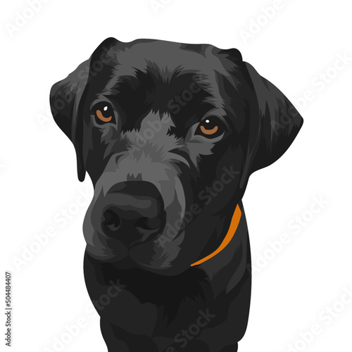 black labrador puppy