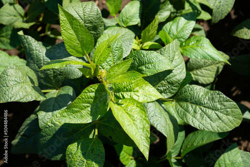 Soy bean flower leaves photo