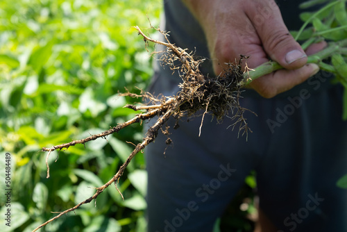 Soy bean root photo