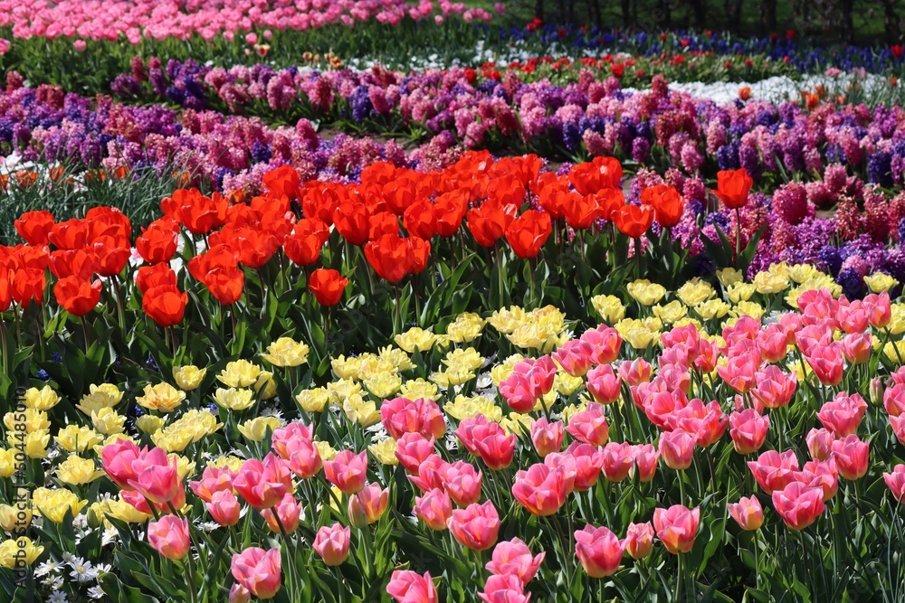 Colorful rows of pink, yellow, red, and purple tulips in flower bed on a spring day