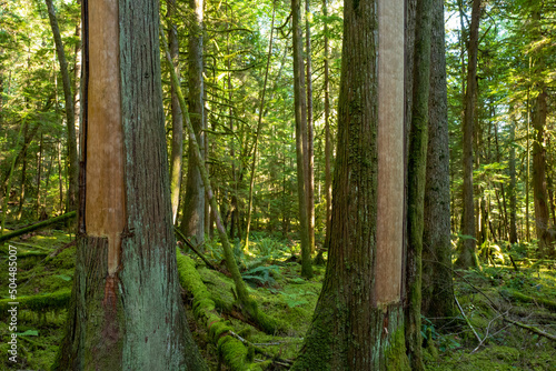 cedar bark harvesting westcoast Canada photo