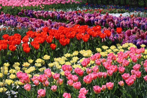 Wallpaper Mural Colorful rows of pink, yellow, red, and purple tulips in flower bed on a spring day Torontodigital.ca