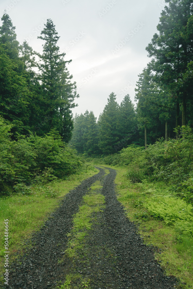 A quiet forest path full of green trees. A quiet forest path full of green trees.
