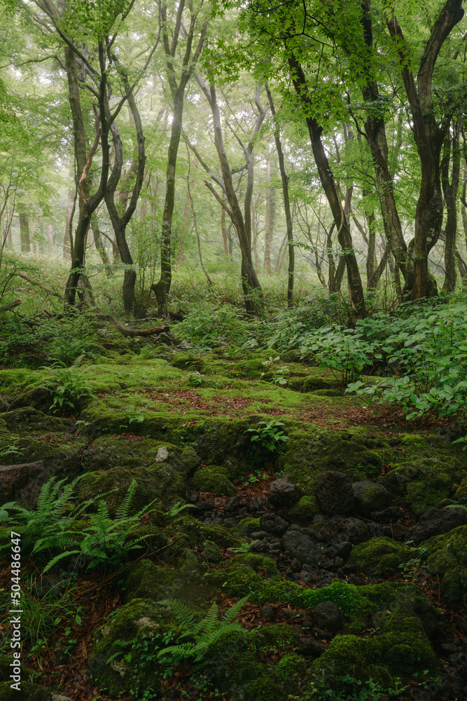 A forest where moss and plants grow on rocks. A forest where moss and plants grow on rocks.