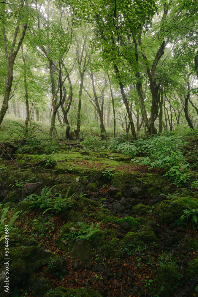 Moss and green plants under dense trees. Moss and green plants under dense trees.