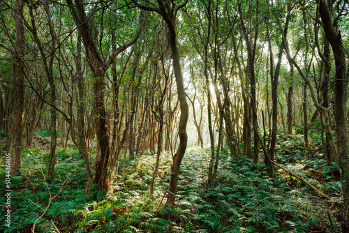 Sunlight shines through the trees in the forest. photo