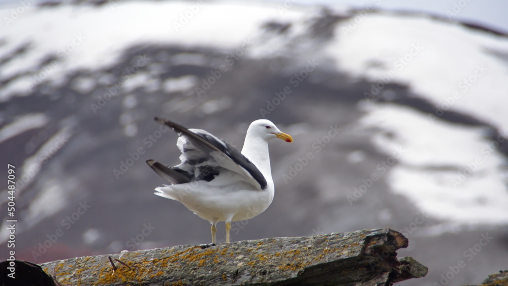 Fototapeta premium Kelp gull (Larus dominicanus) on an old, rusted whale oil boiler at Whaler's Bay on Deception Island, South Shetland Islands, Antarctica