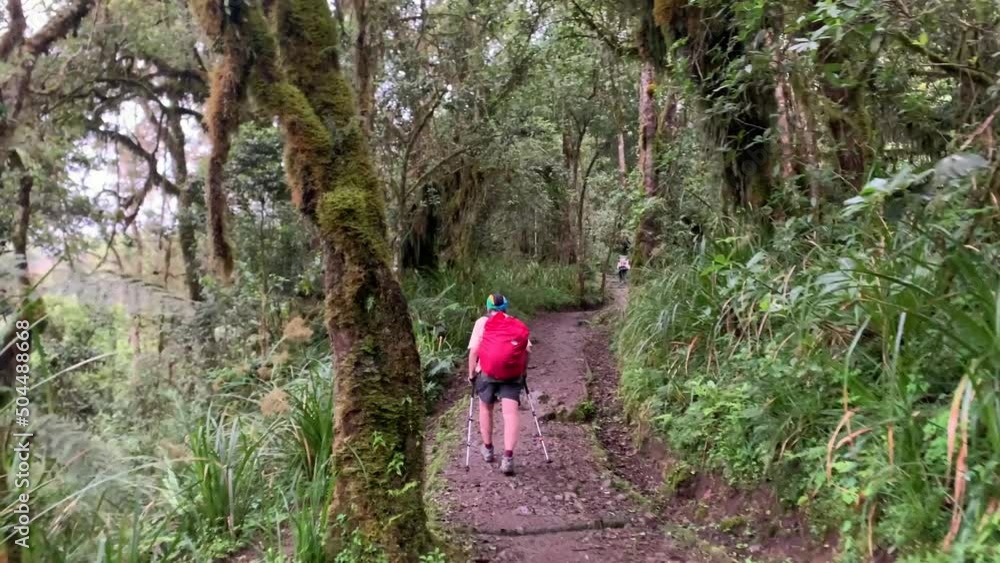Back view of female hiker with backpack, bandana and trekking poles walking on trail in tropical forest while climbing in Kilimanjaro National Park Back view of female hiker with backpack, bandana and trekking poles walking on trail in tropical forest while climbing in Kilimanjaro National Park