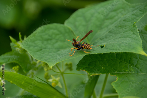 近寄ると刺される危険な蜂たち © Gottchin Nao
