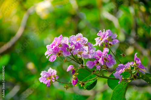 Beautiful purple Plant flowers on its branch in a spring season at a botanical garden.