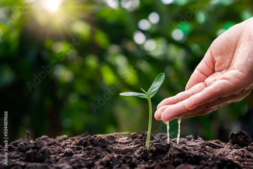 Farmer's hand's water crops that grow from small soil. Conservation and environmental conservation campaign concept of social responsibility.