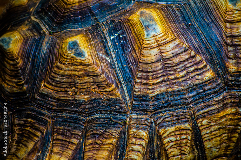 Abstract brown pattern of sulcata tortoise shell in close up. Abstract brown pattern of sulcata tortoise shell in close up.