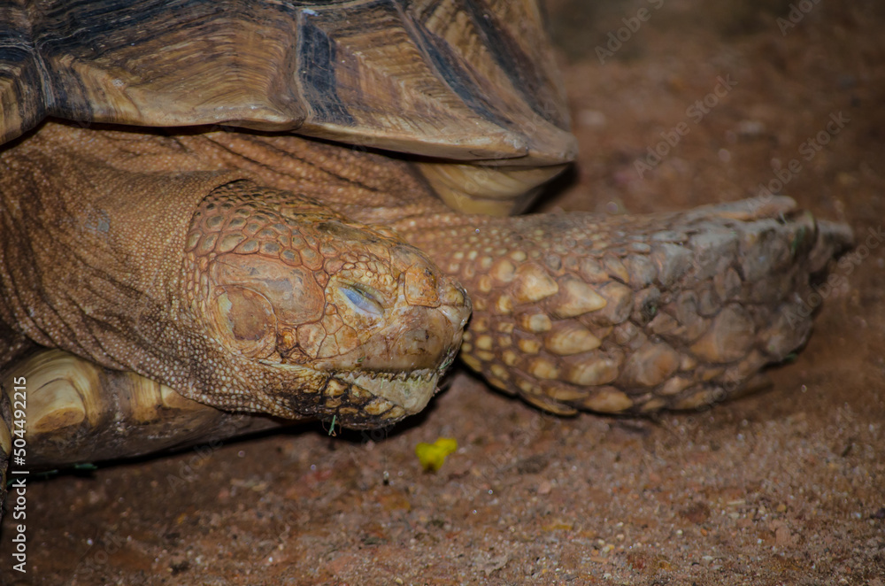 Sleeping sulcata tortoise in close up. Sleeping sulcata tortoise in close up.