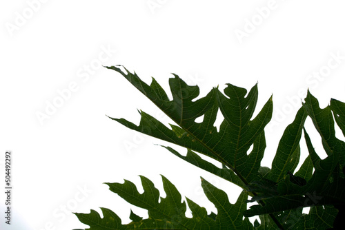 Raw papaya leaves  white background  gray sky on a day when the back is overcast from rain. No sun  overcast  shady  allowing to see the leaves and the natural beautiful patterns.
