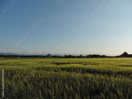 Sunset field countryside