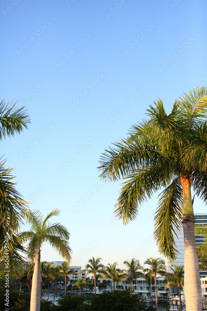 Palm Trees In A Florida Condominium Neighborhood Palm Trees In A Florida Condominium Neighborhood