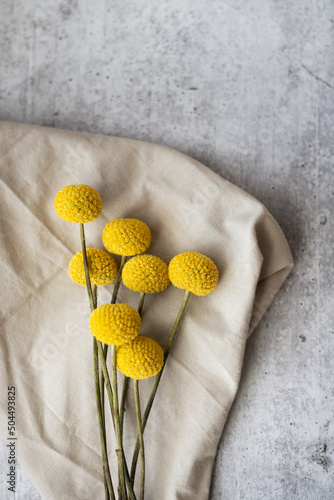 Cheerful yellow craspedia flowers photo