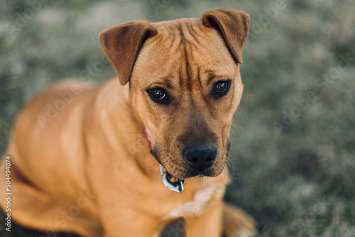 a dog looks at the camera hopefully photo