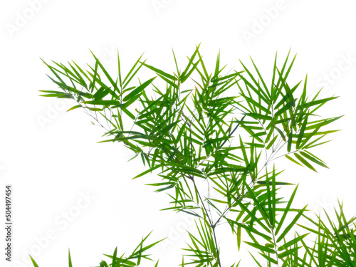 Fototapeta Naklejka Na Ścianę i Meble -  Beautiful pattern of green bamboo (Dendrocalamus) leaves isolated on white background.