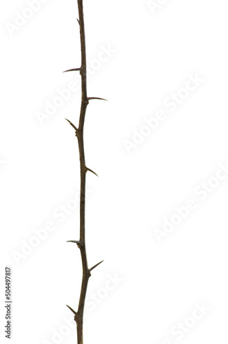 Single Brown twig tree with thorn isolated on white background.