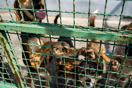 Dog pows on metal fence photo