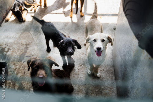 Abandoned dogs in shelter 
