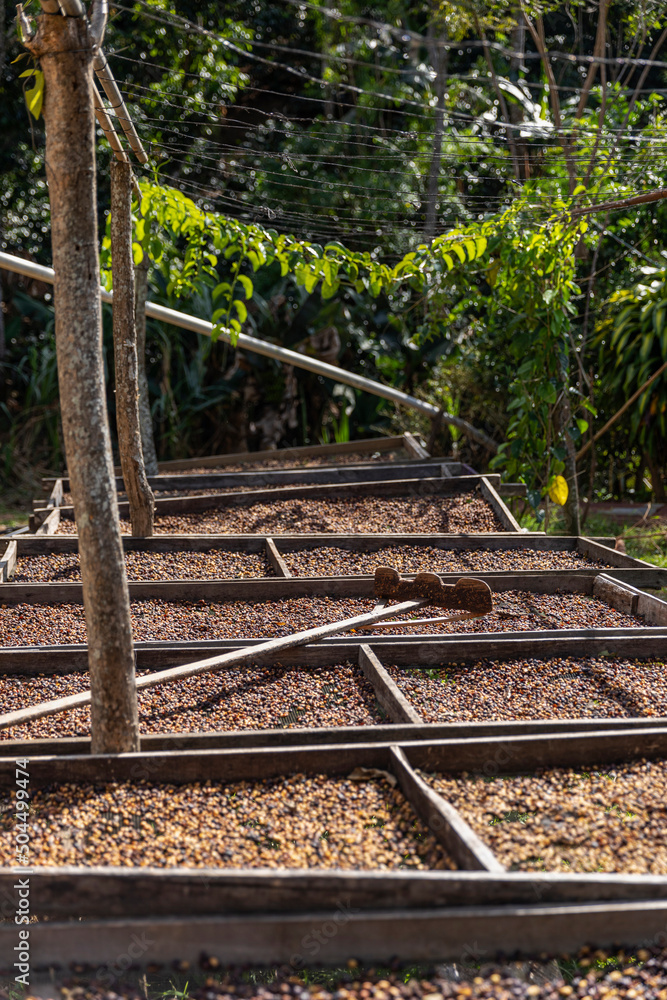 Drying Rack and rake at Organic Coffee beans at Costa Rica Farm Stock ...
