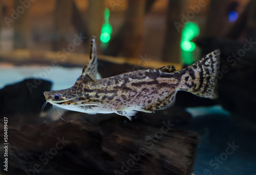 Trachycorystes insignis or Wood catfish swimming in a fish tank. photo