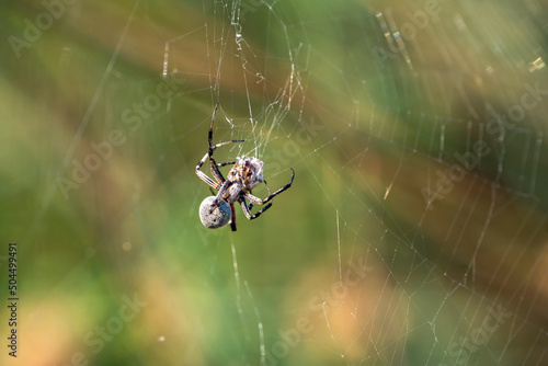 Spider sits on a spider cobweb. 