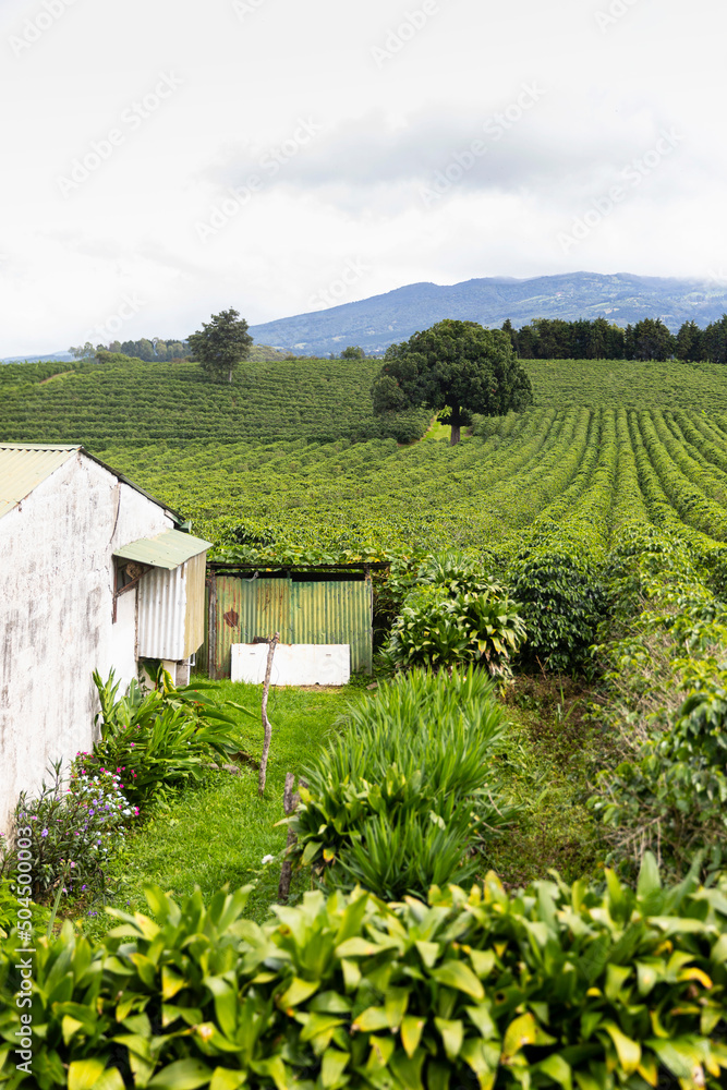 Landscape of Coffee Farm Barn in Costa Rica with lone tree Landscape of Coffee Farm Barn in Costa Rica with lone tree