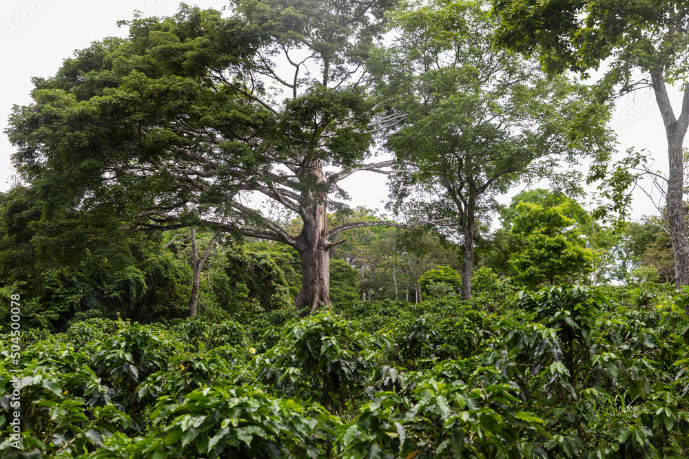 Organic Coffee Farm plants in Costa Rica with large old Ceiba Tree Organic Coffee Farm plants in Costa Rica with large old Ceiba Tree