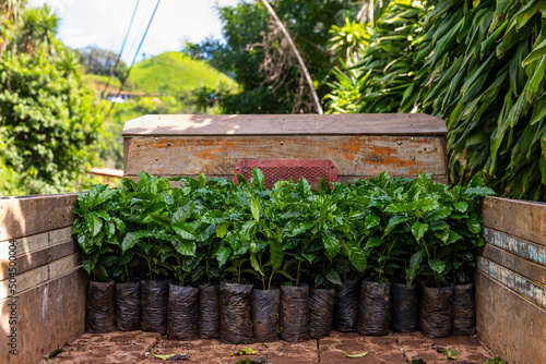Coffee plant seedling at coffee valley farm plantation in Costa Rica  photo