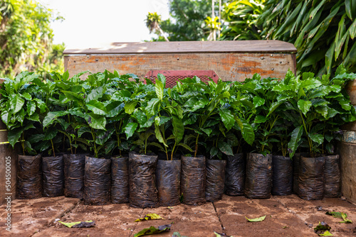 Dwarf coffee plant seedlings at coffee farm plantation in Costa Rica 