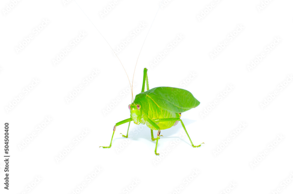Katydid Green Grasshopper (Long-horned Grasshopper) isolated on white background. Katydid Green Grasshopper (Long-horned Grasshopper) isolated on white background.