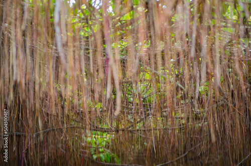 The roots of Cissus nodosa Blume at a tropical botanical garden  the image in selective focus.