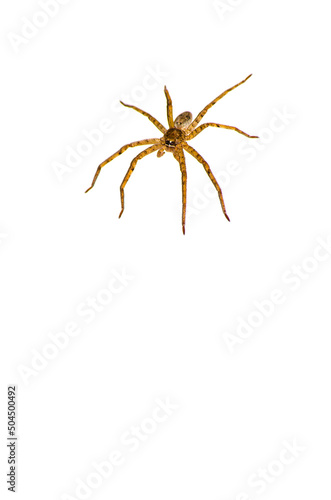 Brown Asian house spider isolated on white background.