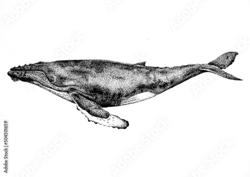 Dotwork Whale Illustration photo