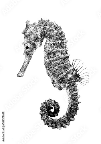 Seahorse Illustration photo
