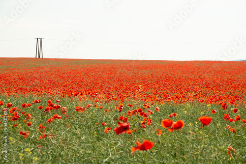 Poppy flower field in the countryside