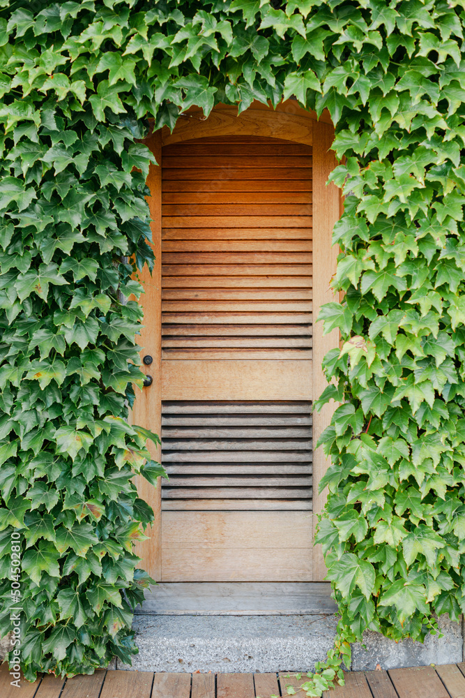 Old arched doorway with ivy Old arched doorway with ivy