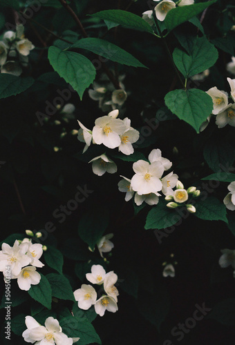FLOWER BLOOM