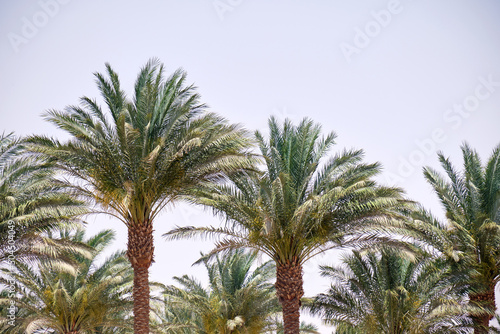 Beautiful green coconut palm trees on tropical beach against blue sky. Summer vacation concept © bilanol