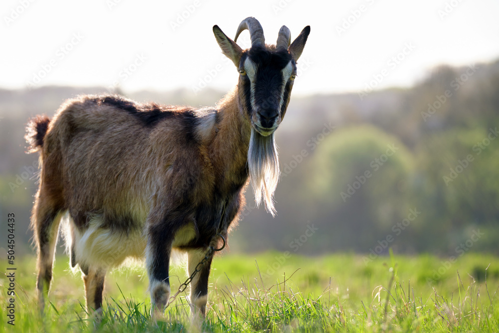 Domestic milk goat with long beard and horns grazing on green farm pasture on summer day. Feeding of cattle on farmland grassland Domestic milk goat with long beard and horns grazing on green farm pasture on summer day. Feeding of cattle on farmland grassland