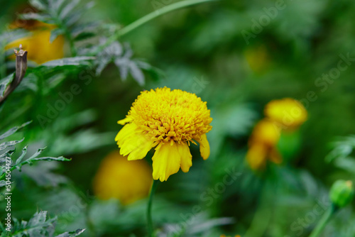 Close-up of marigold flower blooming on green leaf