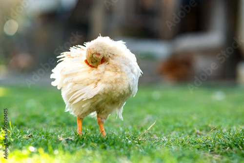 Hen feed on traditional rural barnyard. Close up of chicken standing on barn yard with green grass. Free range poultry farming concept