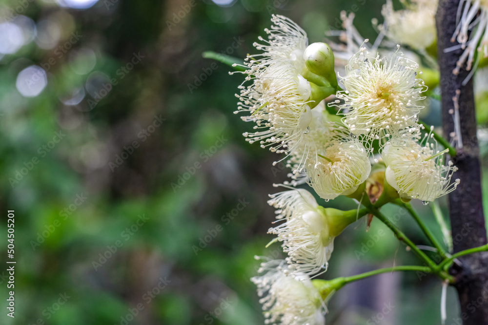 Fototapeta premium Selective focused white java apple or wax apple flowers on a branch with copy space