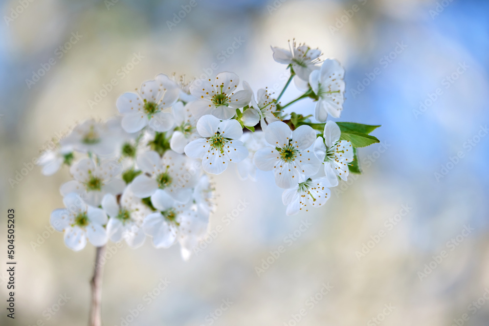 Obraz premium Twigs of cherry tree with white blossoming flowers in early spring